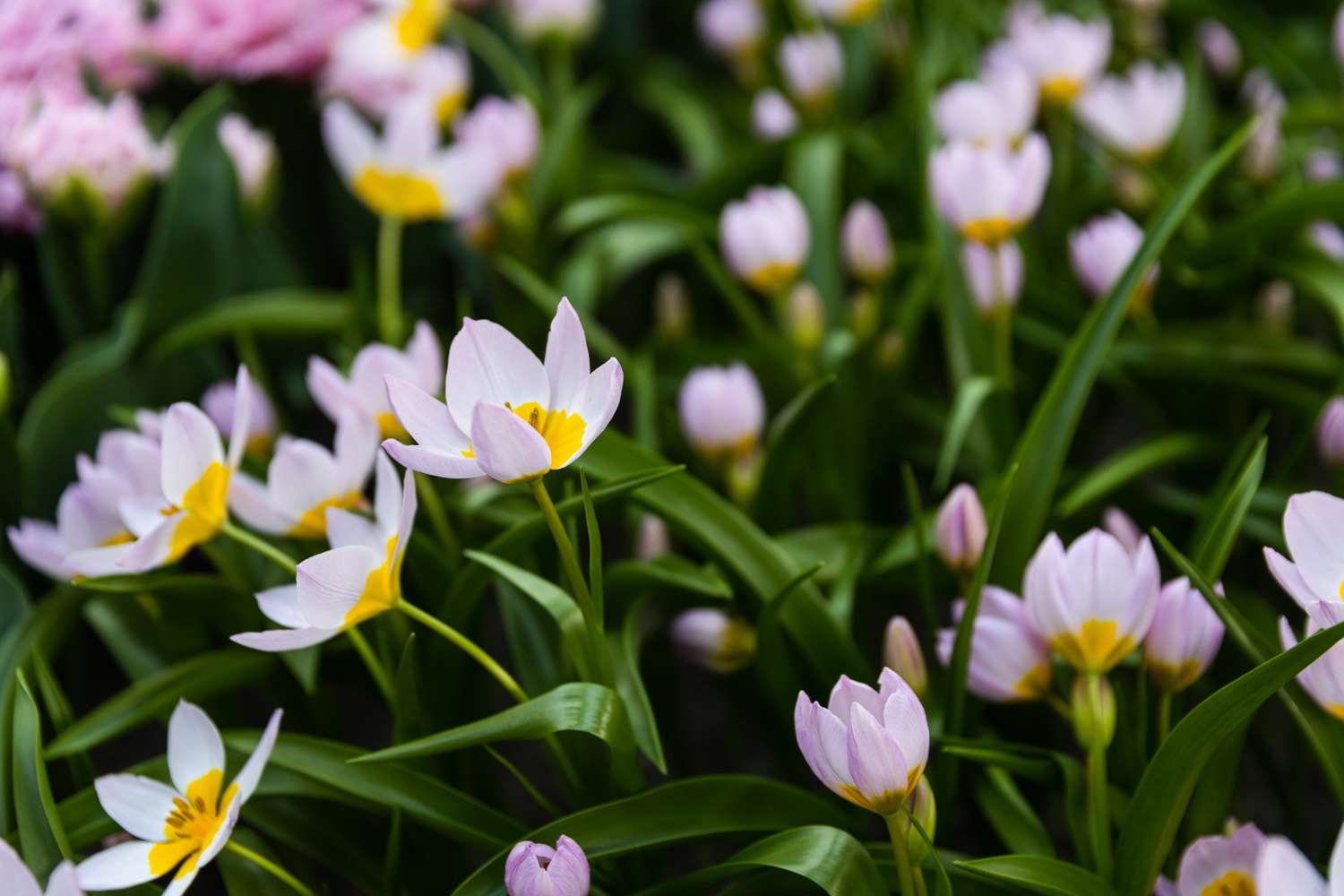 Tulpe 'Saxatilis' - Tulipaner